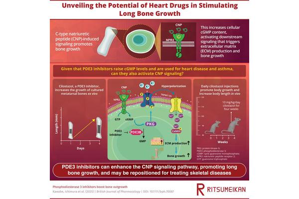 Old Heart Drug Shows Promise as Treatment for Growth Disorders, Study Finds
