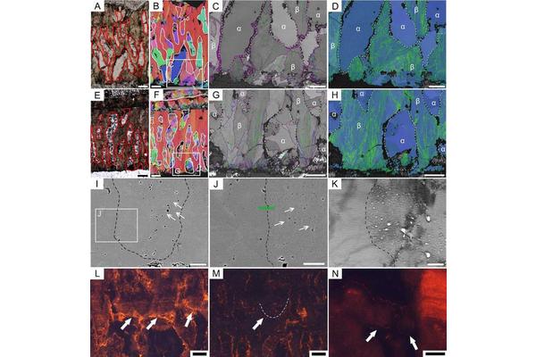 Study of Dinosaur Eggshells Confirms Biological Formation of Secondary Eggshell Structures