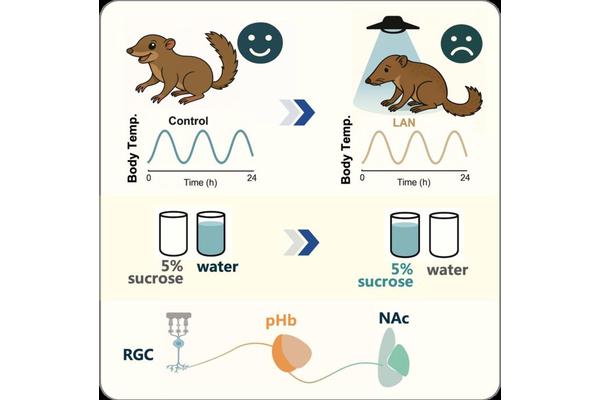 Research reveals nighttime light exposure triggers depression through distinct brain circuit in tree shrews