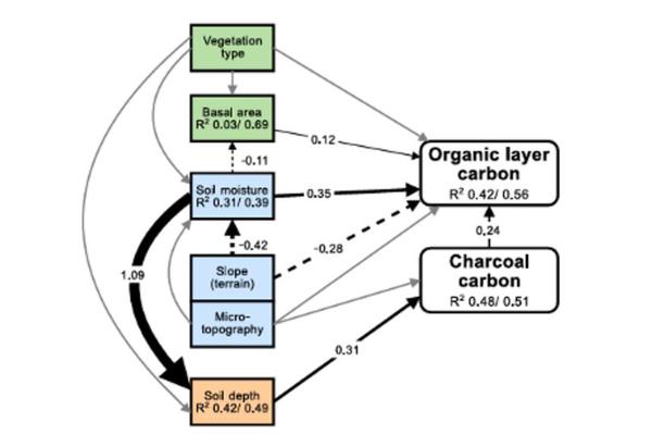 New Study Identifies Key Factors Influencing Carbon Storage in Boreal Forests