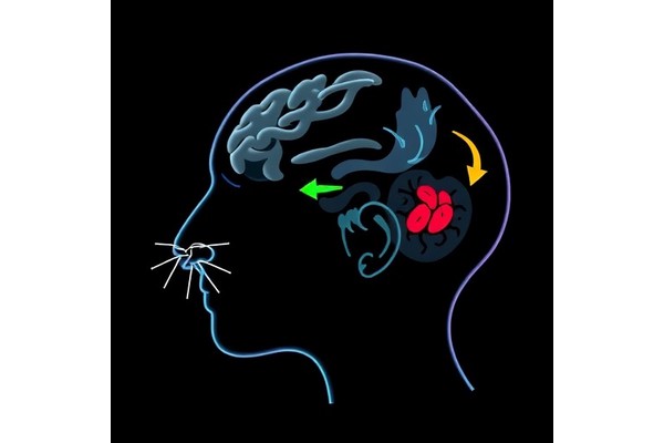 Impulsive Behaviors Linked to Striatal Activity in Parkinsonian Rats