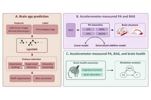 Moderate Exercise Slows Brain Aging: New Study Finds U-Shaped Link Using Accelerometer Data