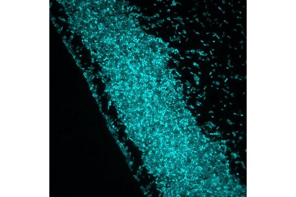 Harnessing Light to Control Bacteria: Advancing Beyond Antibiotic Resistance to Creating “Bacterial Robots”