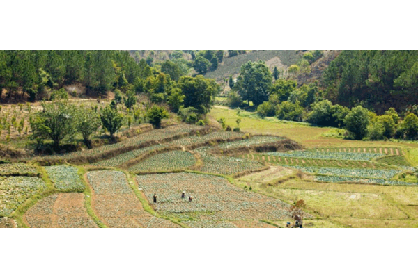 Forestry Agriculture: Unlocking Climate Benefits and Economic Rewards