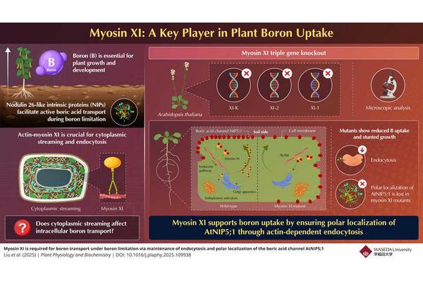 Myosin XI Motor Protein Essential for Active Boron Uptake in Plants