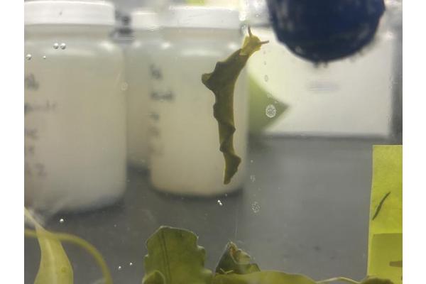 Green Seaweed Overtakes Seagrass as Slugs Emerge as New Threats