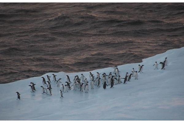 Antarctic Krill Fishing: Overlaps and Ecological Consequences Explored