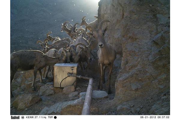 AI Training Enhances Wildlife Researchers’ Ability to Identify Animal Species in Trail Camera Images