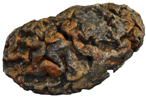 Novel Technique Unlocks Access to Proteins in Ancient Human Remains