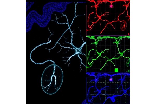 Mapping Submucosal Neurons in Mouse Small Intestine