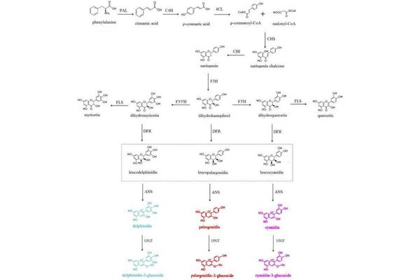 Decoding the Mystery Behind Anthocyanin Biosynthesis in Horticultural Plants