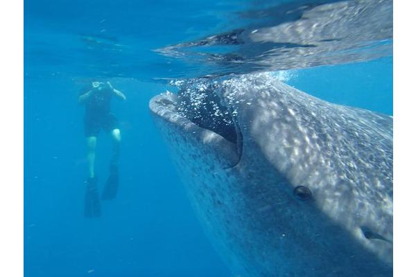 Groundbreaking Body-Size Database Unlocks Solutions for Marine Life Conservation