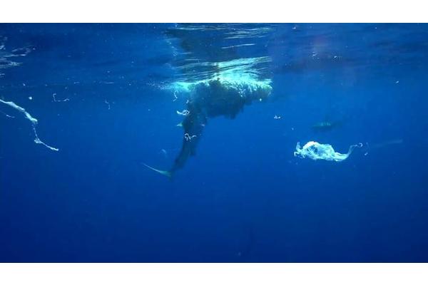 Sharks Usually Alone Team Up to Share a Meal in Rare Sighting