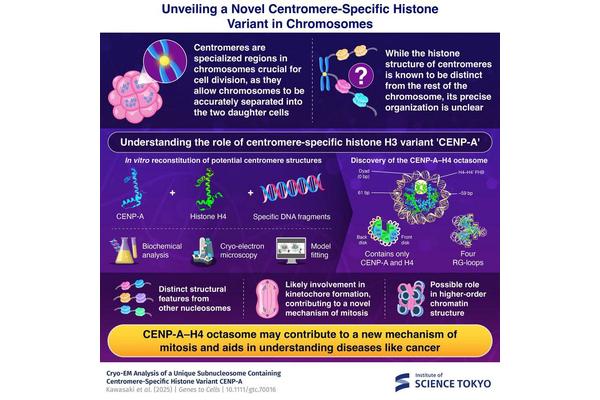 Unveiling a Novel Molecular Structure at the Heart of Chromosomes