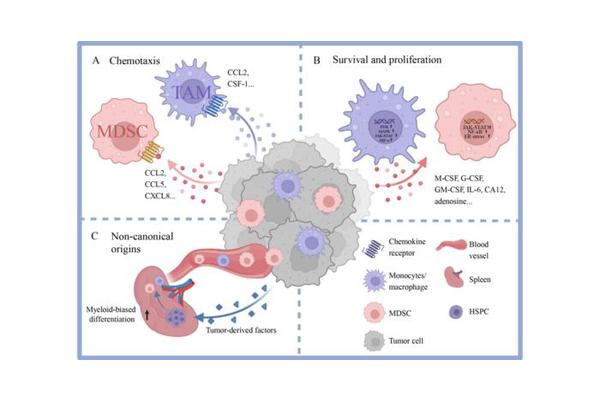 Myeloid Cells: Central Architects of the Tumor Microenvironment