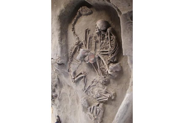 Multi-Proxy Analysis Suggests Llamas Were Domesticated in Semi-Arid Northern Chile Before the Incas