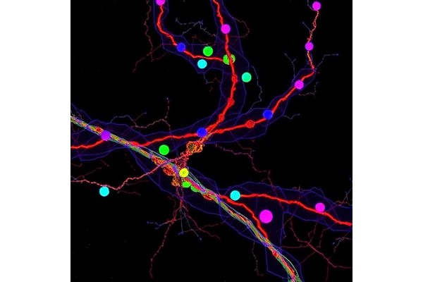 Oligodendrocyte-Astrocyte Interaction Drives Neuronal Ferroptosis
