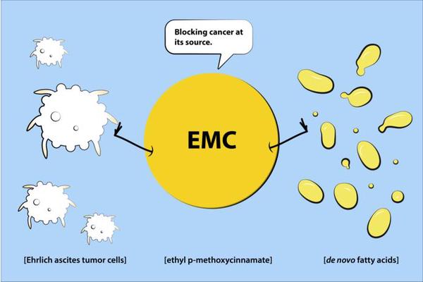 Scientists Block Newly Discovered Cancer Cell Energy Pathway Using Natural Compound