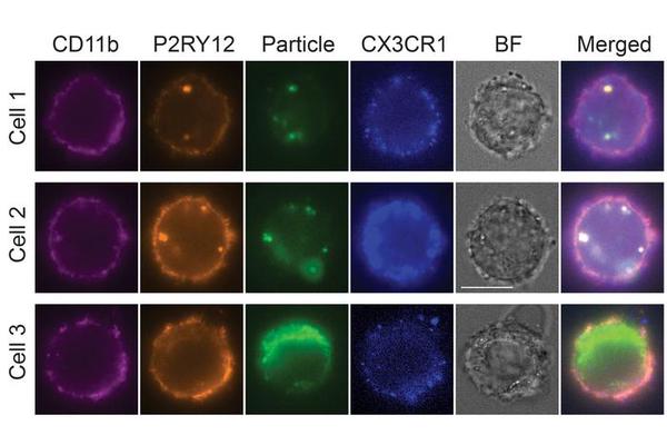 Advancing the Recreation of the Brain’s Immune System in a Dish