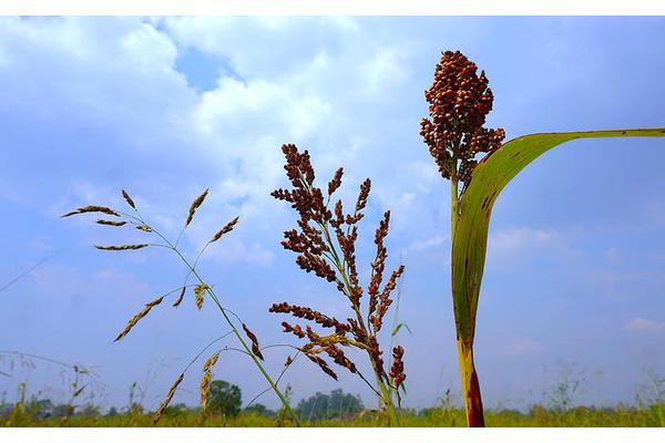 How Living Libraries Could Revolutionize Food Security