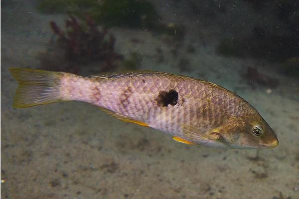Sex-changing fish rapidly establish dominance, new study reveals