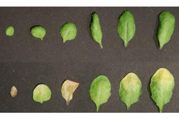 Scientists Discover New Factor Influencing Plant Leaf Aging