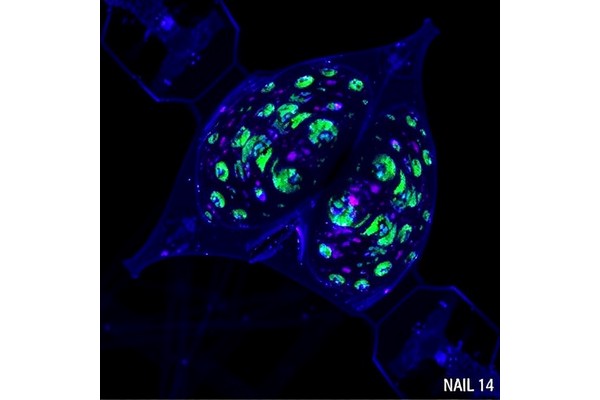 p53 Disrupts Mitochondria Independently of Puma, Bax