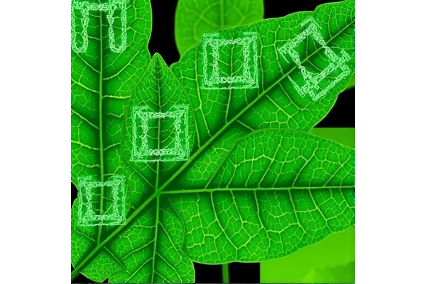 Evolution of Leaf Venation Networks Across Clades