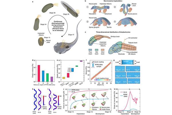 Soft, Flexible Neural Implants Integrated into Cyborg Tadpoles