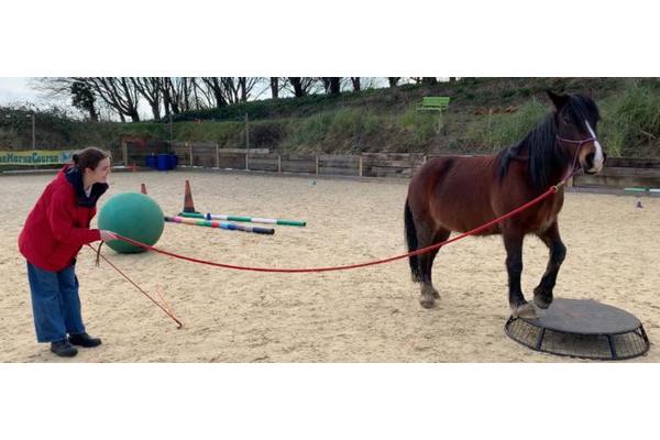 Horses’ Manes Inspire Next Generation of Social Robots