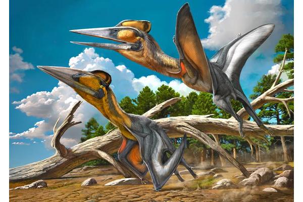 Japan’s First Named Pterosaur Sheds New Light on Ancient Flying Reptiles
