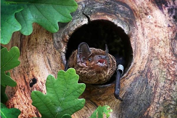 When Forests Disappear, Bats Take Shelter in Human Settlements