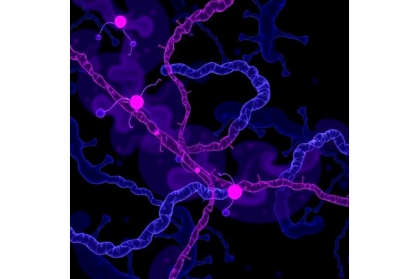 Selecting Amlenetug: Targeting α-Synucleinopathies Rationally