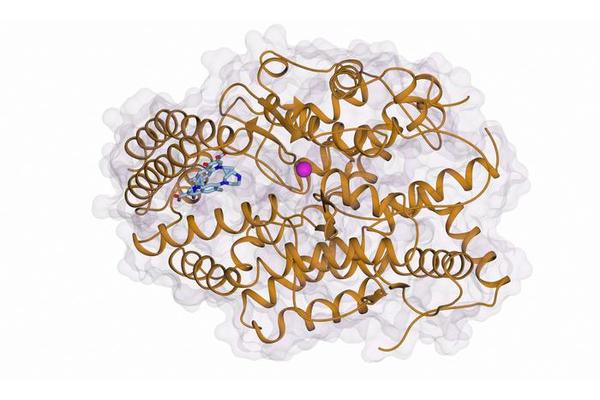 Breakthrough Antibiotic Discovery Opens Door to Novel High Blood Pressure Therapies