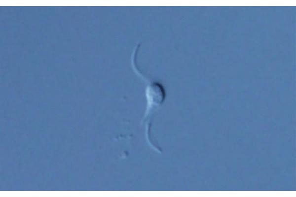 New Marine Flagellate Species Discovered