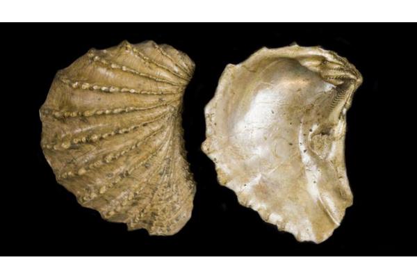 How Does Life Bounce Back After Mass Extinctions? Scientists Reveal Surprising Insights