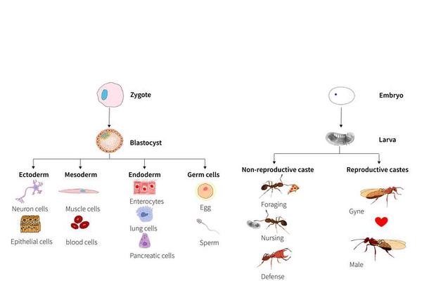 Decoding the Genomic Architecture of Ant Superorganisms