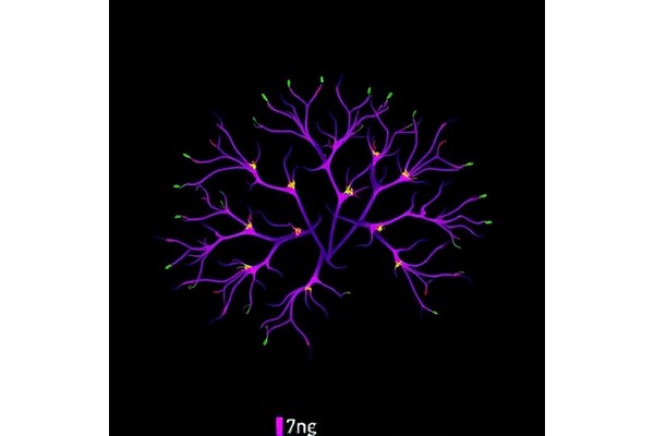 PINK1 Deficiency Alters Early Immunity in Parkinson’s