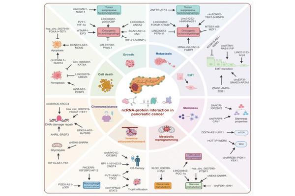New Study Reveals Crucial Role of Non-Coding RNA in Pancreatic Cancer Development