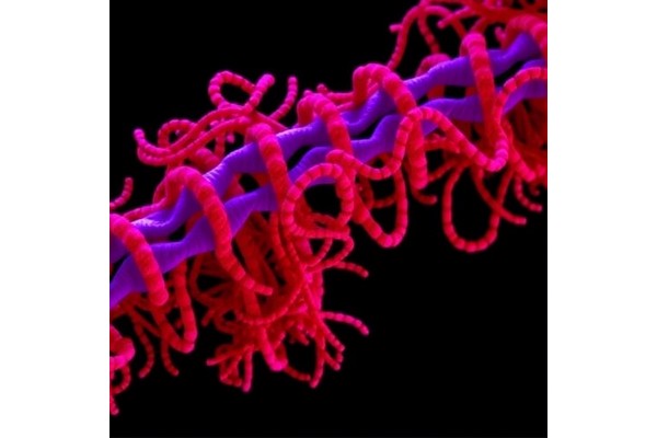 Gp38 Adhesins Target Outer Membrane Protein Loops