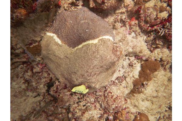 Smithsonian Study Finds Probiotics Slow Deadly Disease Ravaging Caribbean Coral Reefs
