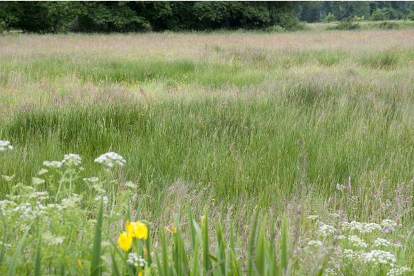 Pinpointing Ecological Thresholds to Enhance Ecosystem Management