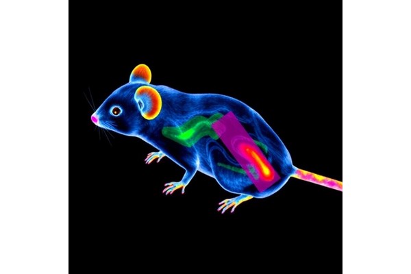 3D Ultrasound Localization in Awake Mice: Open Protocol