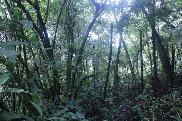 Can Planting Trees Truly Cool the Planet?