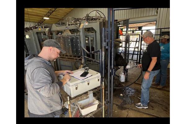 AI TechX Secures Grant to Revolutionize Cattle Disease Detection