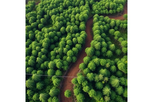 The Recovery of Amazonian Forests Post-Gold Mining: An Elusive Challenge