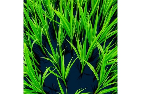 Balancing Productivity and Sustainability in Super Hybrid Rice