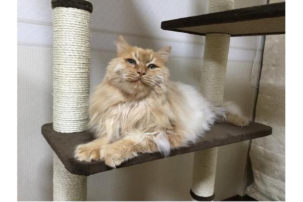 The Ultimate Gene: Cracking the Code of Feline Perfection