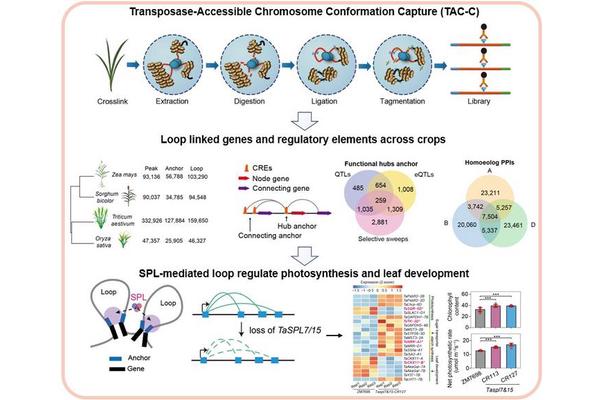 Breakthrough 3D Genome Mapping Reveals How Plants Control Photosynthesis