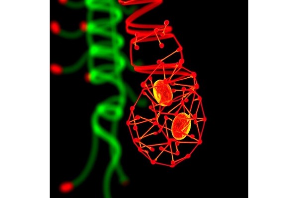 LEADR Suppresses Interferon Signaling in Bladder Cancer